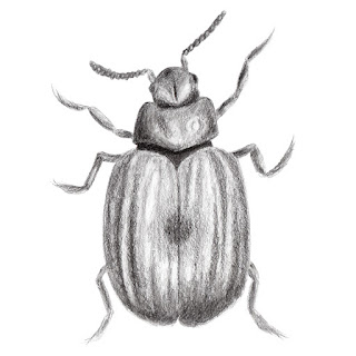 Monochrome beetle pencil drawing