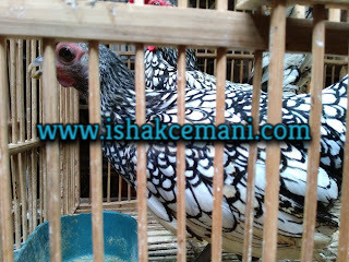 Mengenal Ayam Batik Italia