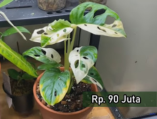 Cara Membedakan Tanaman Hias Janda Bolong Murah Dengan Janda Bolong Mahal