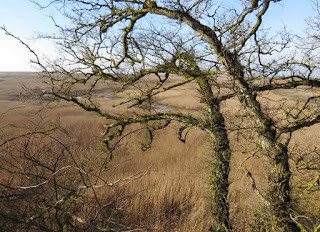 English elms on Gironde Estuary, France