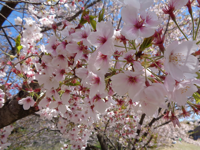 弥生の館むきばんだのソメイヨシノ桜
