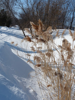 Roseau - Phragmite commun - Phragmites australis