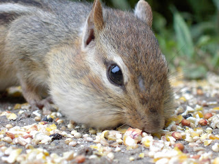 Chipmunks picture