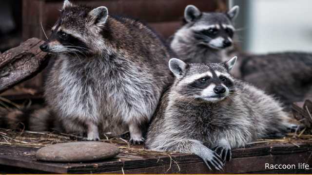 Wonderful And Interesting Facts About Raccoons
