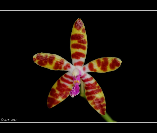 Phalaenopsis  bastianii