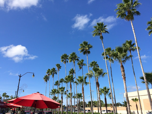 Florida Palm Trees