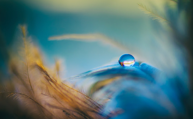 https://pixabay.com/photos/droplet-feathers-blue-orange-3716288/