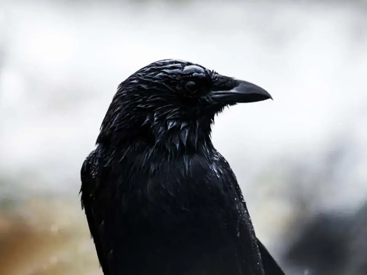 Are Ravens Bigger Than Crows