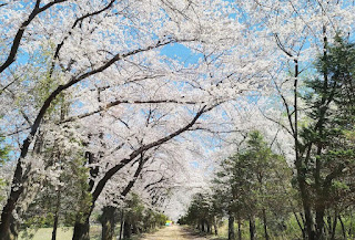 경기도 벚꽃 캠핑장