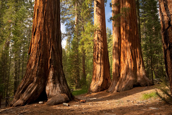 The Redwood Forest North And South Rivers Watershed Association