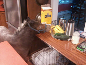 funny animal pictures, mini horse in kitchen