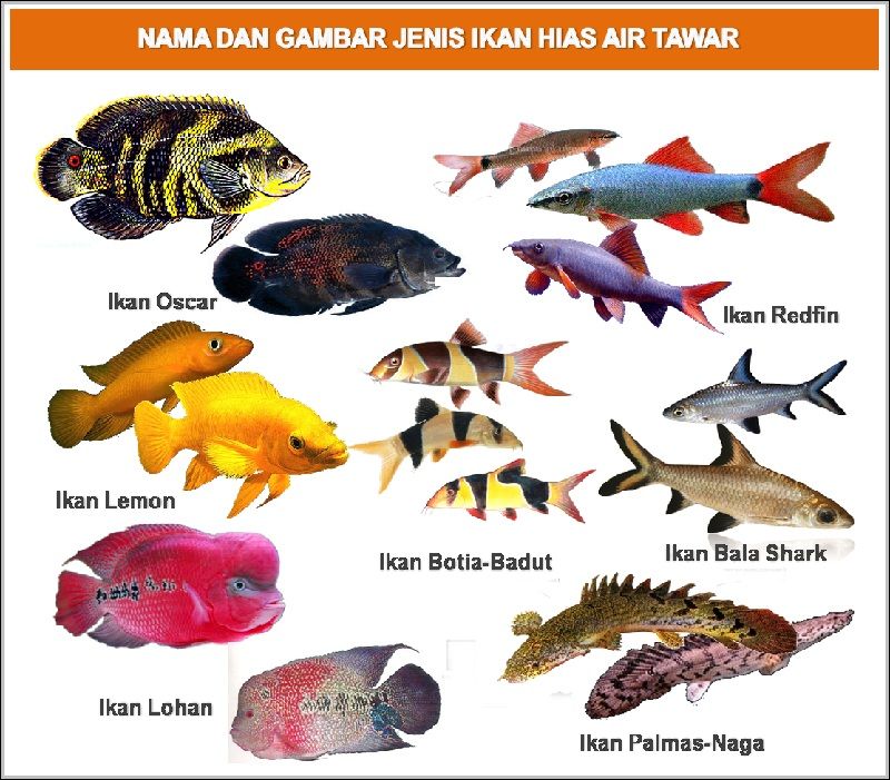 Nama Nama Ikan Hias  Air Tawar Air Laut Air Payau 