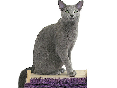 Gambar kucing Russian Blue