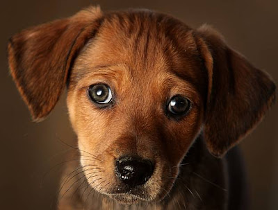 +chihuahua+dachshund+mix +chihuahua+dachshund+mix