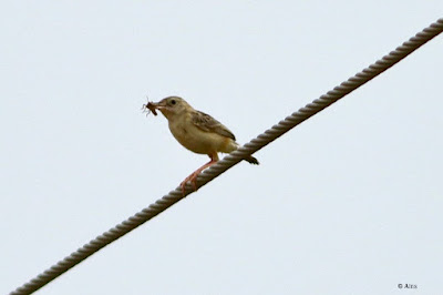 Zitting Cisticola