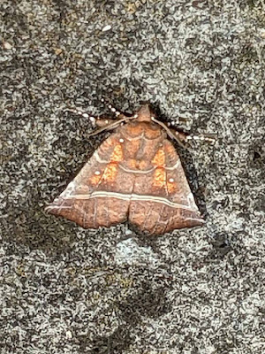 orangey brown moth called the herald or Scoliopterix libatrix