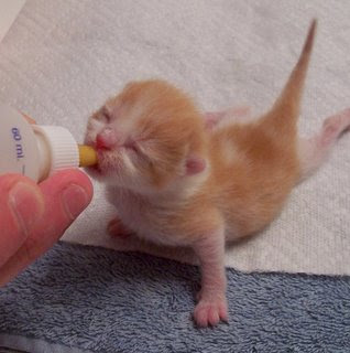 Innocent Baby kitten picture