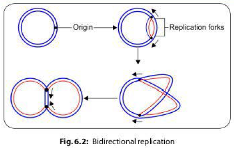 Bi-directional dna replication in bacteria