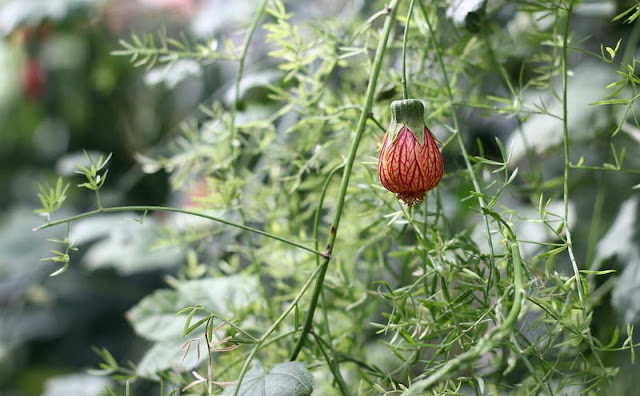 Flowering Maple Flowers Pictures