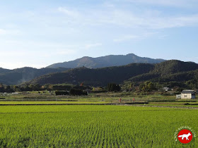 Champ de riz au Japon à Kyoto