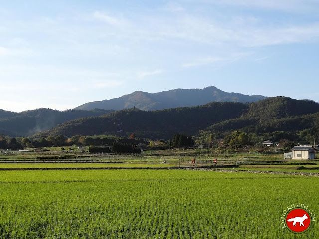 Champ de riz au Japon à Kyoto