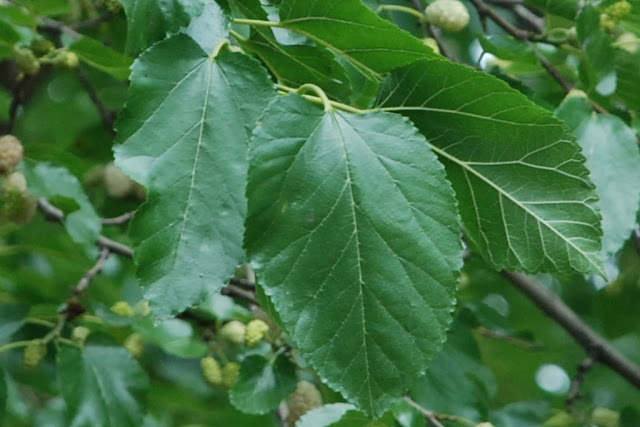 liść morwy białej morus alba leaves