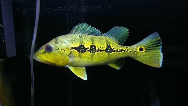 ikan Peacock bass Orinoco