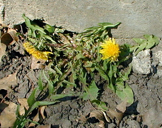 dandelion, Lincoln Nebraska