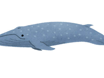 [10000ダウンロード済み√] シロナガスクジラ クジラ イラスト 簡単 738098