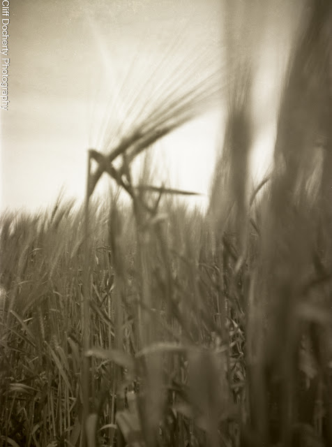 Photo of Wheat at Eye Level