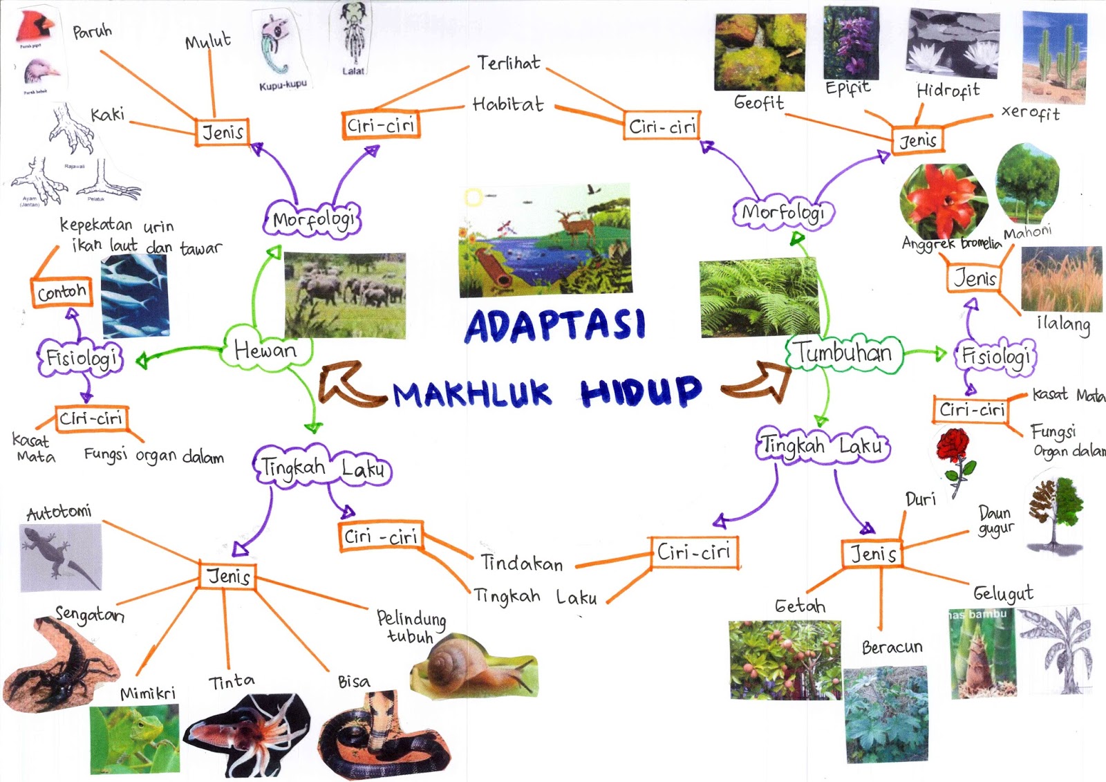 Syarifah AM: MIND MAPPING "ADAPTASI MAKHLUK HIDUP"