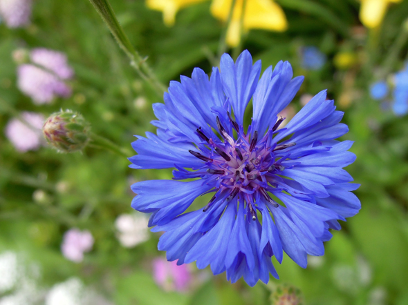 wildflowers wild flower