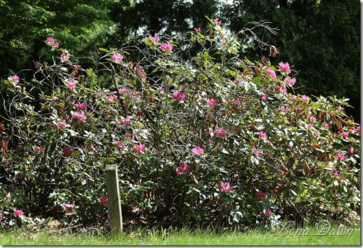 DA_Rhododendron_Garden2