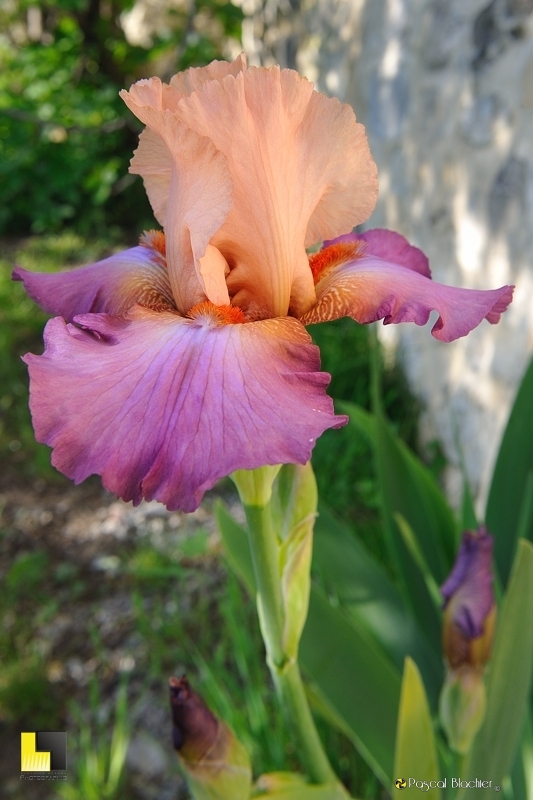 iris de collection photo pascal blachier