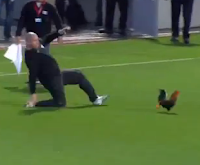 Israeli soccer game rooster evades security