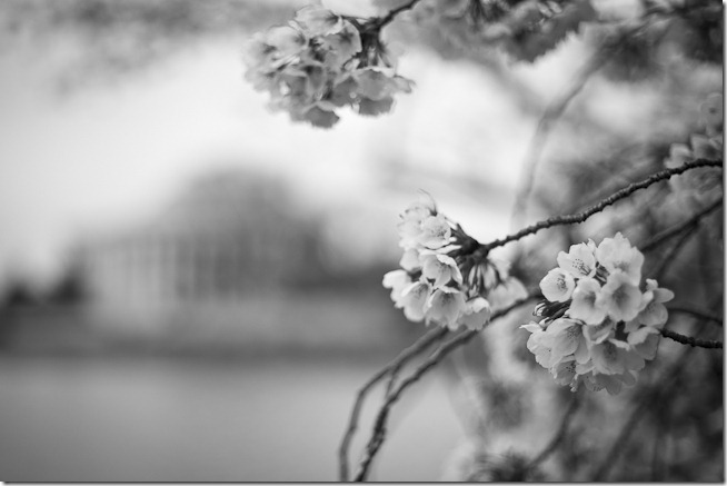Shallow Depth of Field