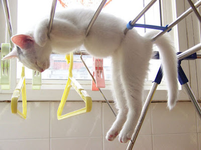 Air dry your cat after washing. Do Not use the dryer! Air dry your cat after washing. Do Not use the dryer!