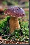 steinpilz