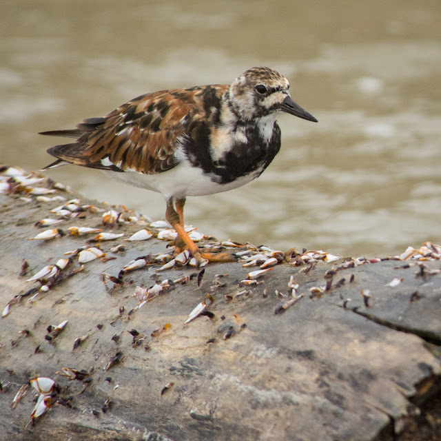 Ruddy Turnstone, Rollover Pass