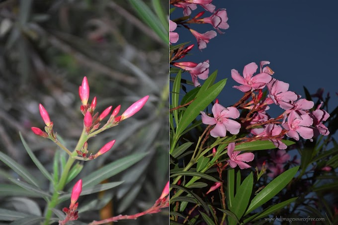 Nerium Oleander Flowers | Pink Nerium Oleander Flowers HD Images