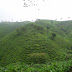Kebun Teh Kemuning & Candi Cetho
