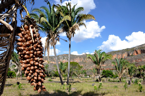 The Largest Babassu Producers in Brazil