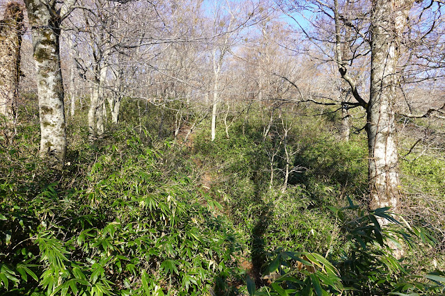 鳥取県日野郡江府町御机 新小屋峠登山道