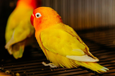 3 Makanan Burung Lovebird agar Semakin Gacor dan Sehat