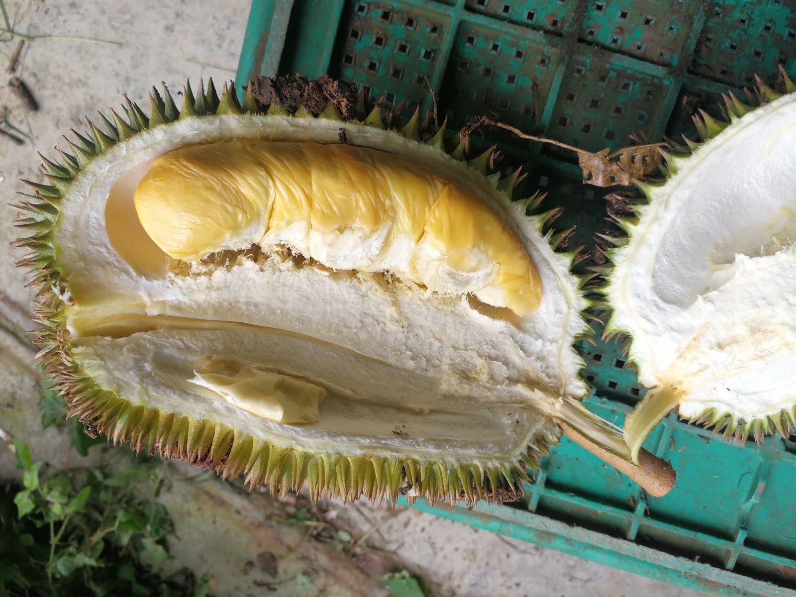 Baja Organik Mas Hitam E M Bokashi Sarjani M Sdn Bhd Sarjani Enterprise Baja Durian Baja Pokok Durian Musang King Ioi D24 D88 Baja Mas Hitam