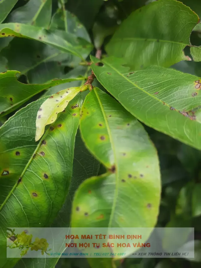 Bệnh đốm lá trên cây mai vàng: Nguyên nhân và cách phòng trị