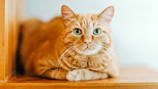 Todo lo que necesitas saber sobre los gatos naranjas