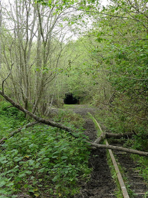 11: small tree on the tracks and the tunnel ahead