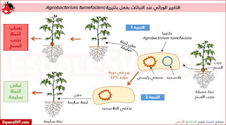 فرضية لسبب إصابة النبات بجرب السنخ