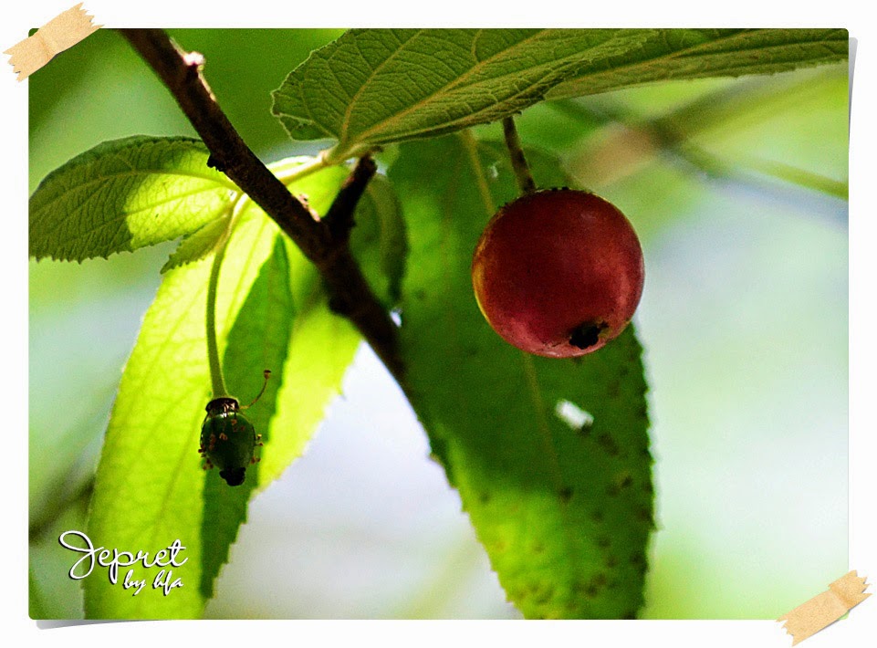 little red fruit